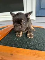 Snickerdoodle, a male French Bulldog for sale in Middleboro, MA – 4 of 4