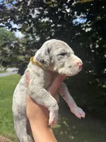 Gold Sparkle Collar, a male Great Dane for sale in Middleboro, MA – 4 of 5