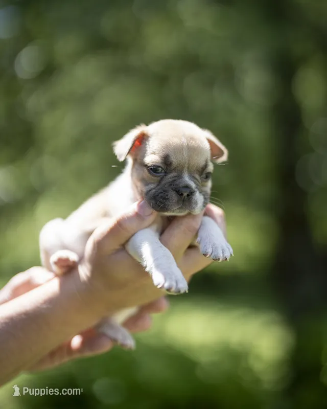 Peaches – French Bulldog puppy for sale in Middleboro, MA