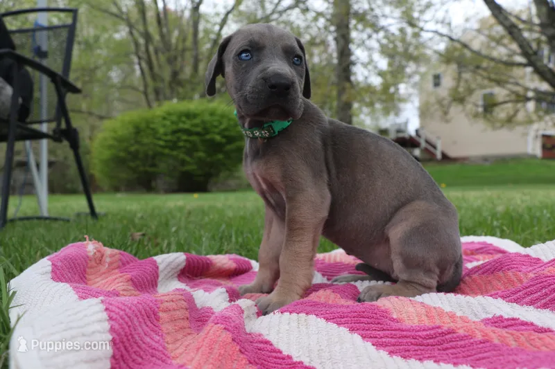 Green Collar Blue Fawn Female – Great Dane puppy for sale in Middleboro, MA