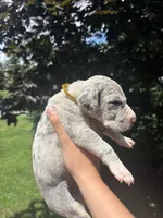 Gold Sparkle Collar, a male Great Dane for sale in Middleboro, MA – 3 of 5