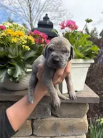 Green Collar Blue Fawn Female, a female Great Dane for sale in Middleboro, MA – Photo 2 of 5