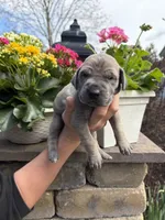 Green Collar Blue Fawn Female, a female Great Dane for sale in Middleboro, MA – Photo 3 of 5