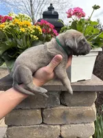 Green Collar Blue Fawn Female, a female Great Dane for sale in Middleboro, MA – Photo 4 of 5