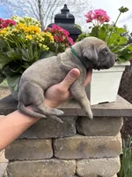 Green Collar Blue Fawn Female, a female Great Dane for sale in Middleboro, MA – Photo 5 of 5