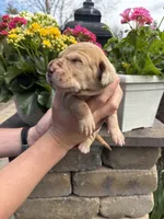 Dark Green Collar Chocolate Merle Female , a female Great Dane for sale in Middleboro, MA – Photo 3 of 5