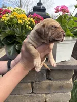 Dark Green Collar Chocolate Merle Female , a female Great Dane for sale in Middleboro, MA – Photo 2 of 5