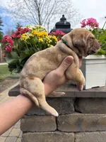 Dark Green Collar Chocolate Merle Female , a female Great Dane for sale in Middleboro, MA – Photo 5 of 5