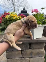 Dark Green Collar Chocolate Merle Female , a female Great Dane for sale in Middleboro, MA – Photo 4 of 5