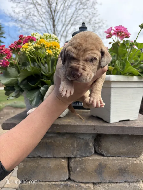 Dark Green Collar Chocolate Merle Female  – Great Dane puppy for sale in Middleboro, MA