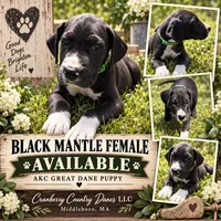 Caroline, a female Great Dane for sale in Middleboro, MA – 1 of 1