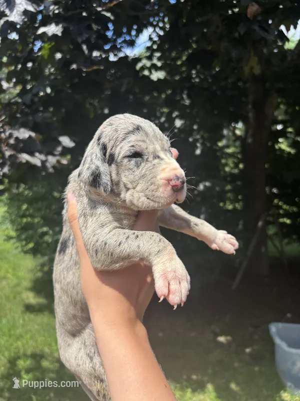 No Collar – Great Dane puppy for sale in Middleboro, MA