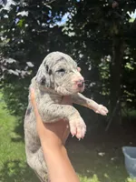 No Collar, a female Great Dane for sale in Middleboro, MA – 1 of 5