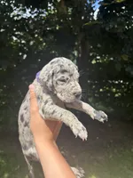 Purple Collar , a female Great Dane for sale in Middleboro, MA – 2 of 4