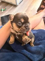 Tyson, a male French Bulldog for sale in Middleboro, MA – 4 of 4