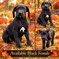 Tasha, a female Great Dane for sale in Middleboro, MA – 1 of 5