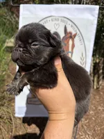 Snickerdoodle, a male French Bulldog for sale in Middleboro, MA – 2 of 3