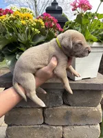 Yellow Collar Lilac Female , a female Great Dane for sale in Middleboro, MA – Photo 5 of 5