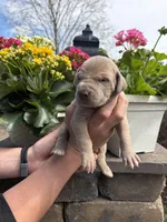 Yellow Collar Lilac Female , a female Great Dane for sale in Middleboro, MA – Photo 4 of 5