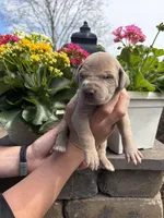 Yellow Collar Lilac Female , a female Great Dane for sale in Middleboro, MA – Photo 3 of 5