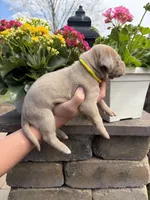 Yellow Collar Lilac Female , a female Great Dane for sale in Middleboro, MA – Photo 2 of 5