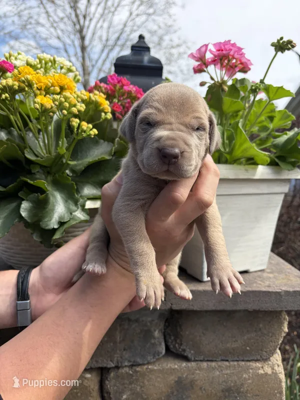 Yellow Collar Lilac Female  – Great Dane puppy for sale in Middleboro, MA