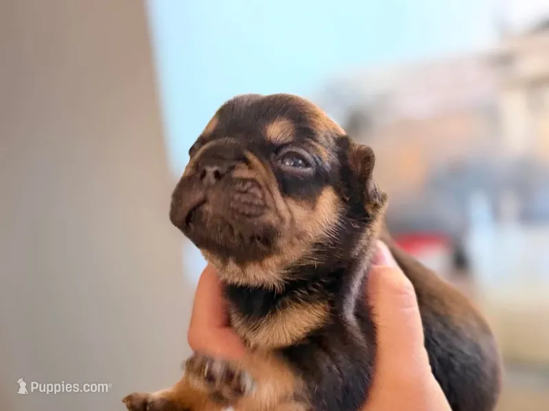 Tyson – French Bulldog puppy for sale in Middleboro, MA