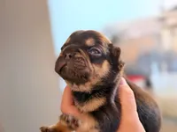 Tyson, a male French Bulldog for sale in Middleboro, MA – 2 of 4