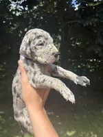 Purple Collar , a female Great Dane for sale in Middleboro, MA – 3 of 4