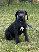 Tasha, a female Great Dane for sale in Middleboro, MA – 3 of 5