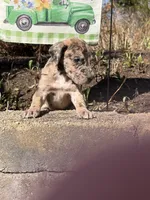 Petunia , a female Great Dane for sale in Middleboro, MA – Photo 5 of 5