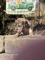 Petunia , a female Great Dane for sale in Middleboro, MA – Photo 4 of 5