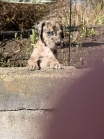 Petunia , a female Great Dane for sale in Middleboro, MA – Photo 3 of 5