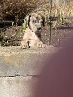 Petunia , a female Great Dane for sale in Middleboro, MA – Photo 2 of 5