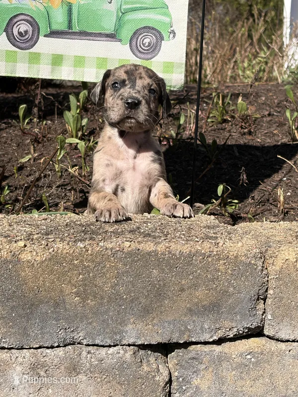 Petunia  – Great Dane puppy for sale in Middleboro, MA