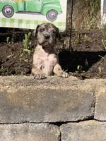 Petunia , a female Great Dane for sale in Middleboro, MA – Photo 1 of 5