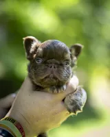 Fraggle Rock, a male French Bulldog for sale in Middleboro, MA – 4 of 4