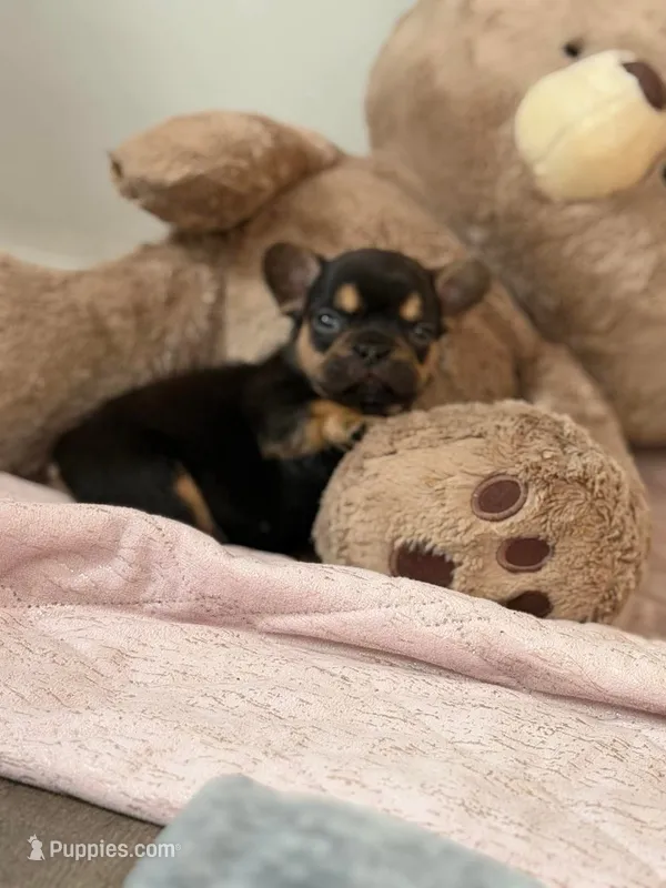 Tyson – French Bulldog puppy for sale in Middleboro, MA