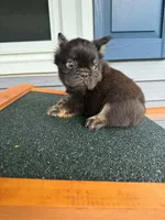 Snickerdoodle, a male French Bulldog for sale in Middleboro, MA – 2 of 4