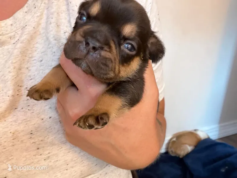 Tyson, a male French Bulldog for sale in Middleboro, MA – 1 of 4