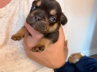 Tyson, a male French Bulldog for sale in Middleboro, MA – 1 of 4