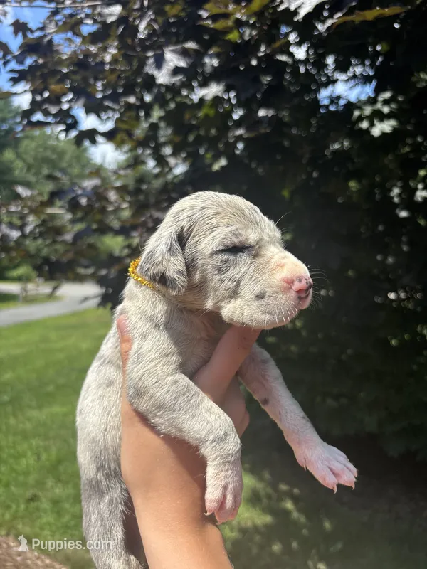 Gold Sparkle Collar – Great Dane puppy for sale in Middleboro, MA