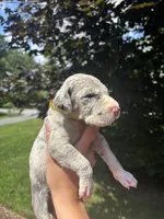 Gold Sparkle Collar, a male Great Dane for sale in Middleboro, MA – 1 of 5