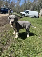 Grey, a male Great Dane for sale in Middleboro, MA – Photo 1 of 4