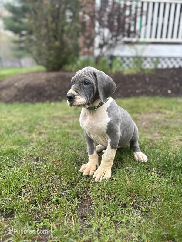 Grey – Great Dane puppy for sale in Middleboro, MA