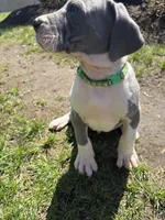 Grey, a male Great Dane for sale in Middleboro, MA – Photo 3 of 4