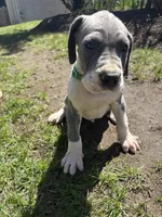 Grey, a male Great Dane for sale in Middleboro, MA – Photo 4 of 4