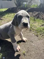 Grey, a male Great Dane for sale in Middleboro, MA – Photo 2 of 4