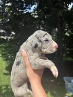 No Collar, a female Great Dane for sale in Middleboro, MA – 5 of 5