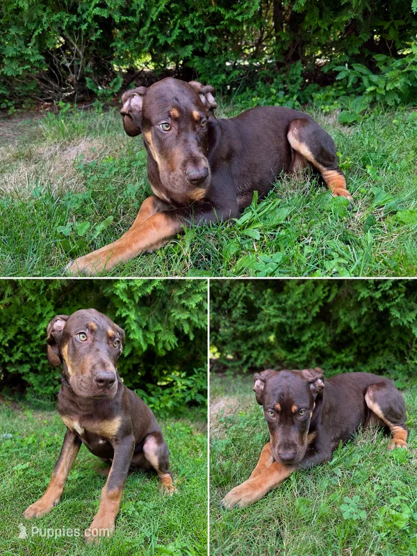 Purple Collar Chocolate Tan Point – Great Dane puppy for sale in Middleboro, MA